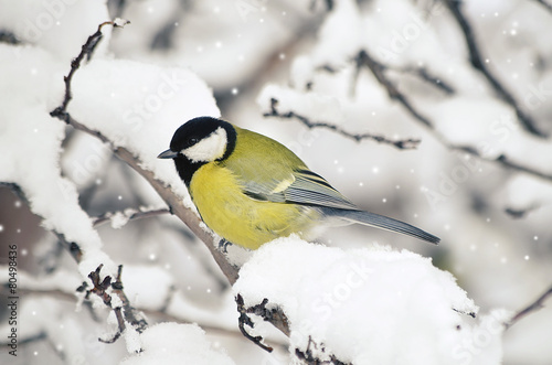 Naklejka fauna zwierzę ptak natura