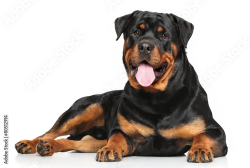 Naklejka Leżący rottweiler