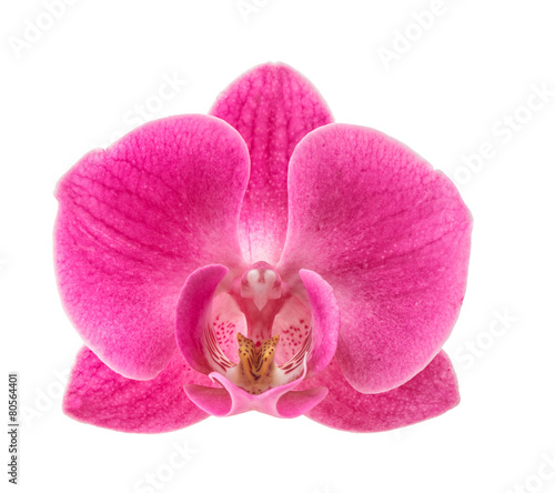 Obraz na płótnie kwiat storczyk piękny tropikalny świeży