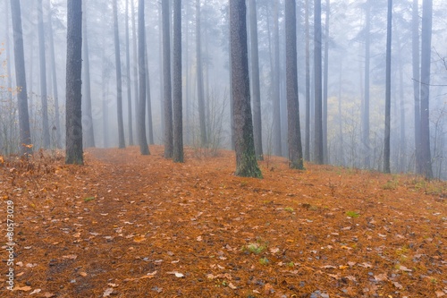 Fotoroleta wieś roślinność jesień słońce