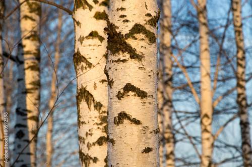 Fototapeta piękny brzoza drzewa natura