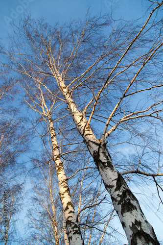 Fototapeta natura trawa park piękny jesień