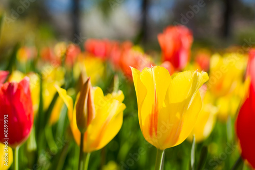 Plakat ogród świeży kwiat tulipan pole