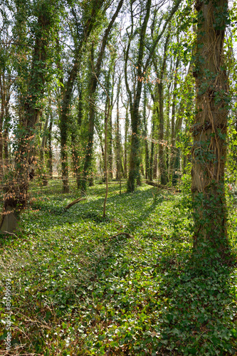 Naklejka bezdroża las natura drzewa