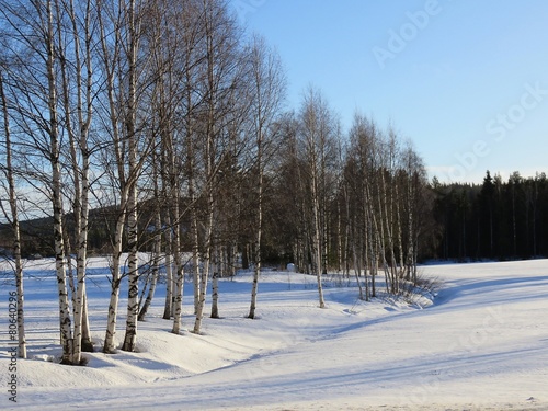 Plakat śnieg skandynawia brzoza las