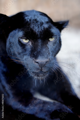 Fotoroleta natura jaguar ssak