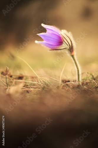 Naklejka węgry łąka kwiat piękny