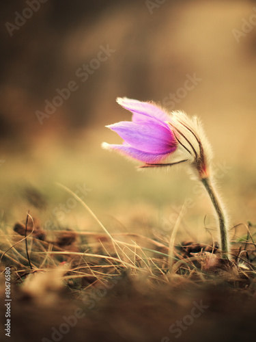 Fotoroleta węgry kwiat trawa roślina