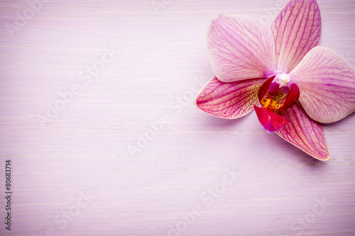 Obraz na płótnie pąk spokojny kwiat roślina