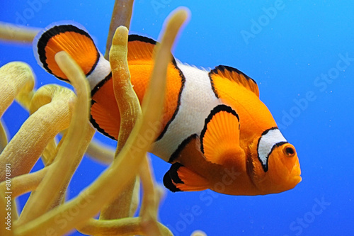 Plakat koral ryba morze nemo oceanu