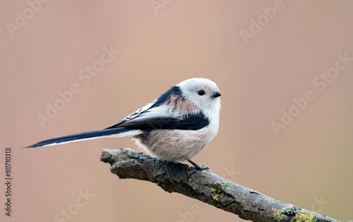 Plakat ładny dziki natura ptak sikorka