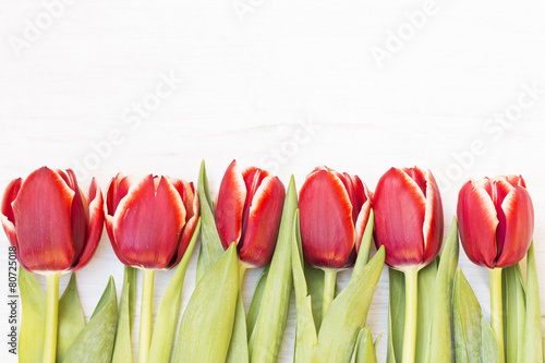 Obraz na płótnie pąk roślina ogród tulipan natura