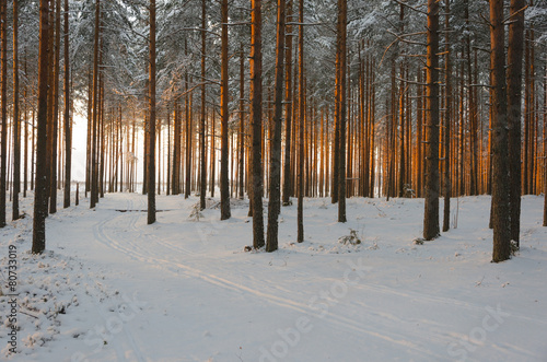 Fotoroleta natura sosna las pejzaż