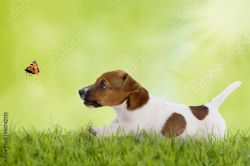 Naklejka Terrier i motyl