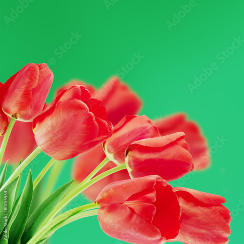 Naklejka tulipan roślina natura ogród kwiat