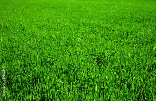 Naklejka pejzaż pole panoramiczny krajobraz natura