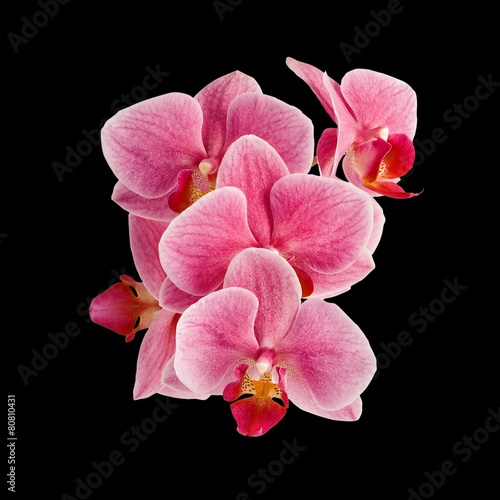 Obraz na płótnie natura orhidea kwitnący egzotyczny storczyk