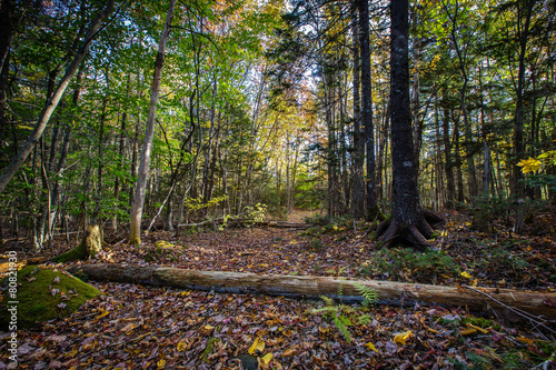 Fototapeta pejzaż ścieżka spokojny drzewa natura