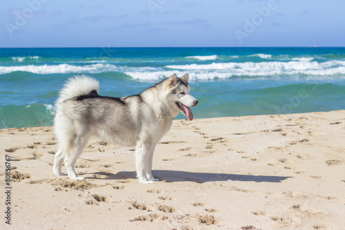 Fototapeta Eskimoski dog na plaży