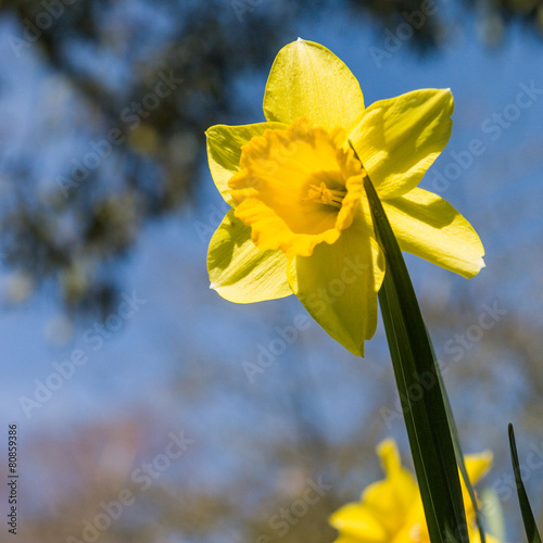 Obraz na płótnie natura narcyz pyłek kwiat niebo