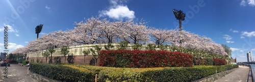 Plakat tokio roślina japonia sakura wesoły