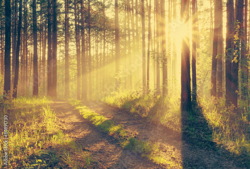 Obraz na płótnie piękny natura zmierzch