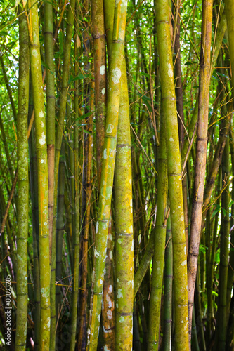 Obraz na płótnie azja roślinność las bambus