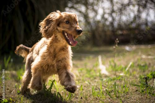 Fototapeta ogród ładny spaniel pole