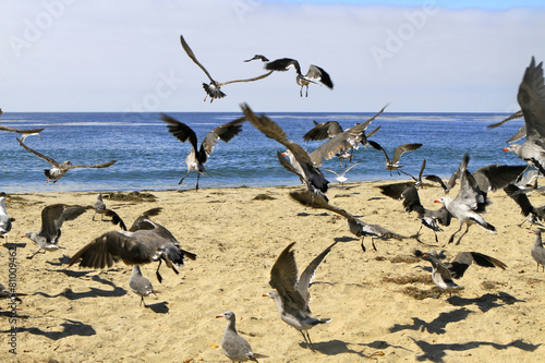 Fotoroleta wydma ptak natura wybrzeże los angeles