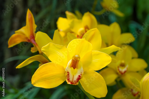 Fotoroleta bukiet natura roślina tropikalny lato