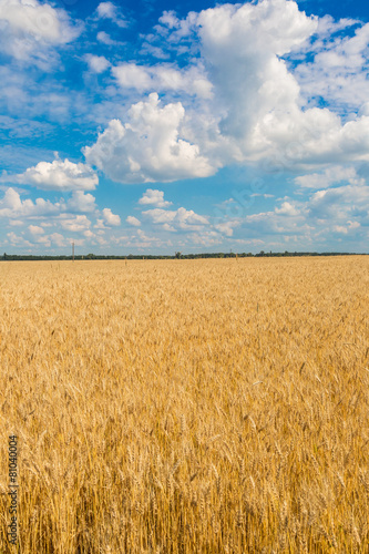 Naklejka zboże roślina wiejski jedzenie