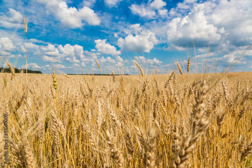 Fototapeta rolnictwo lato niebo jedzenie