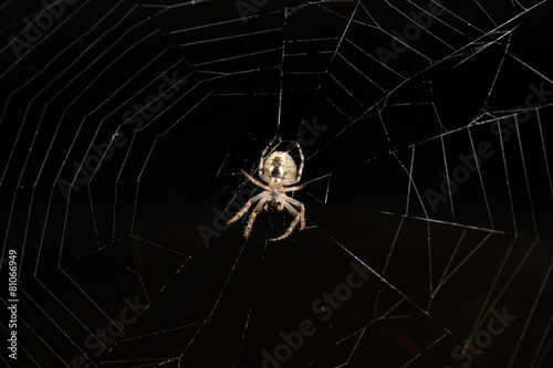 Fototapeta pająk zwierzę natura noc czarny