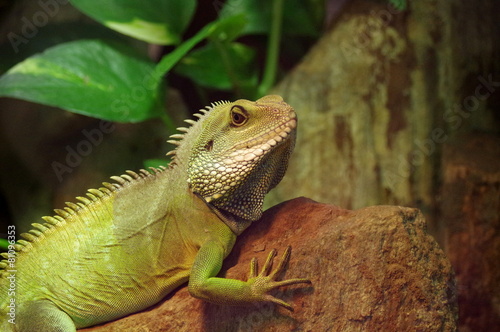 Naklejka jedzenie fauna azjatycki azja