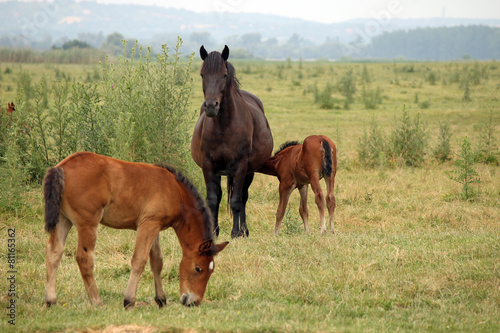 Naklejka miłość trawa ssak natura wiejski