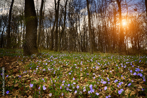 Fototapeta trawa las pejzaż bezdroża