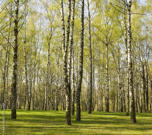 Naklejka natura roślina brzoza drzewa las