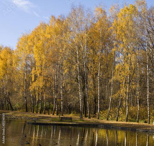 Naklejka jesień brzoza park las