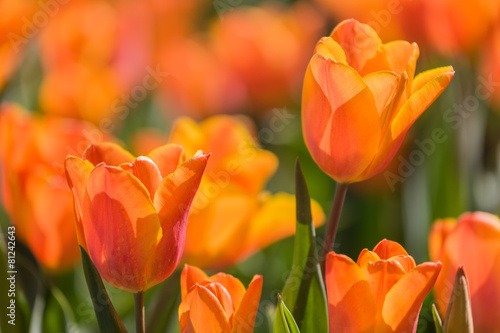 Fototapeta roślina tulipan natura holandia pole