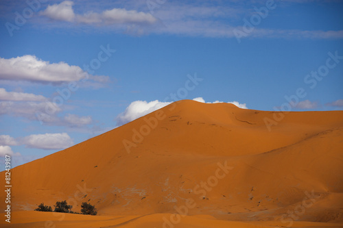 Fototapeta krzew panorama natura