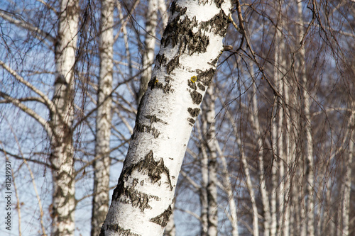 Naklejka śnieg natura park brzoza