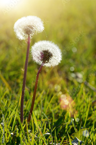 Obraz na płótnie trawa łąka kwiat natura
