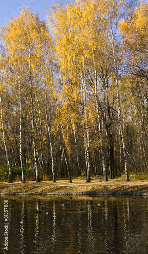 Fototapeta drzewa roślina park