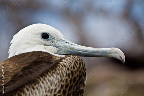 Fotoroleta galapagos natura ekwador