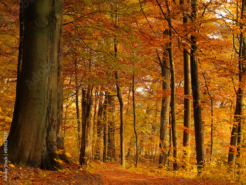 Fotoroleta dziki natura drzewa las stary