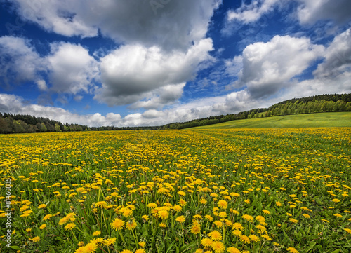 Fotoroleta góra natura pejzaż ogród las