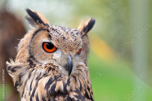 Naklejka zwierzę sowa portret ptak natura