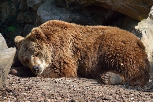 Plakat zwierzę fauna ssak niedźwiedź miś pluszowy