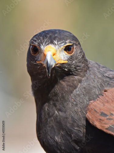 Plakat natura ptak zwierzę portret dziki