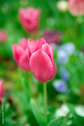 Fototapeta natura tulipan holandia kwiat czerwony